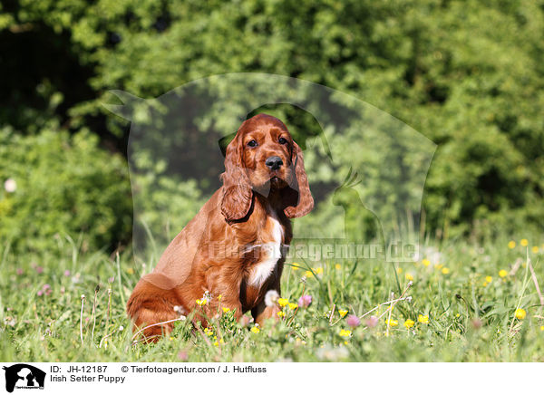 Irish Setter Puppy / JH-12187