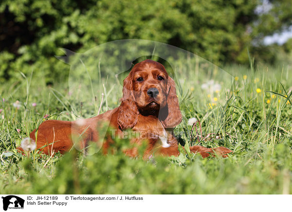 Irish Setter Puppy / JH-12189