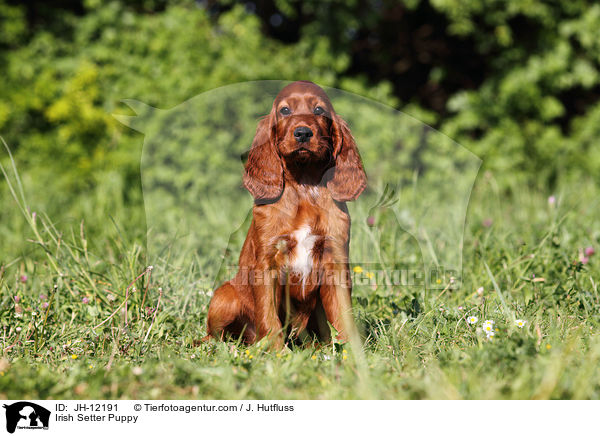 Irish Setter Puppy / JH-12191