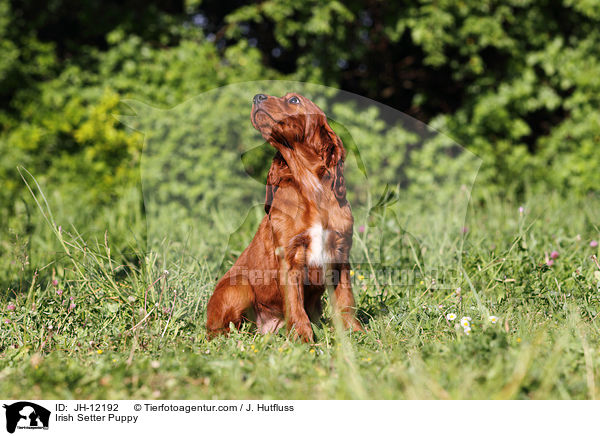 Irish Setter Puppy / JH-12192
