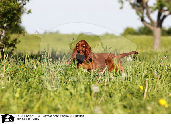 Irish Setter Puppy / JH-12194