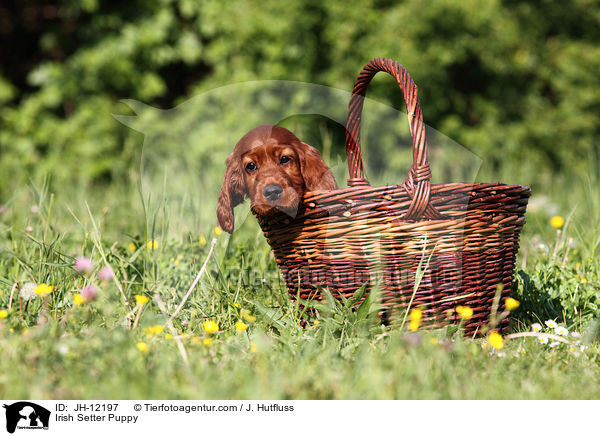 Irish Setter Puppy / JH-12197