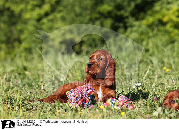 Irish Setter Puppy / JH-12200