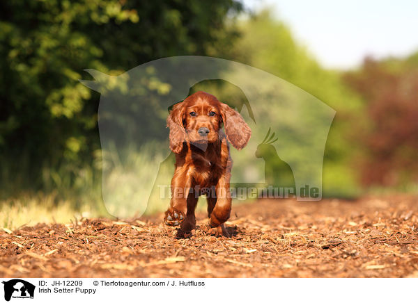 Irish Setter Puppy / JH-12209