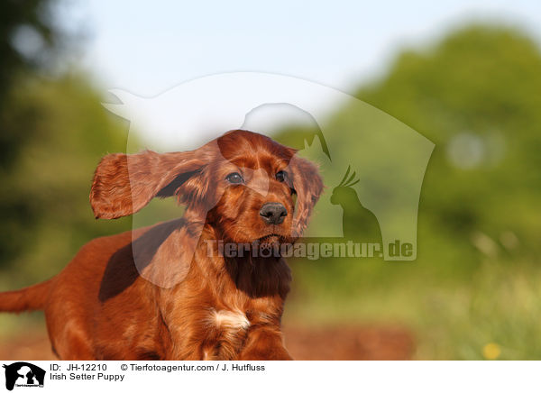 Irish Setter Puppy / JH-12210