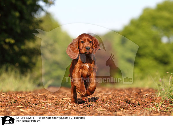 Irish Setter Puppy / JH-12211