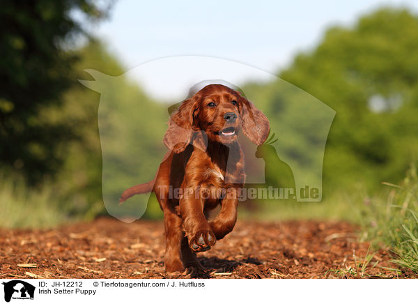 Irish Setter Puppy / JH-12212