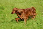 Irish Setter