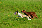 Irish Setter & Whippet