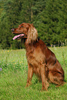 Irish Setter