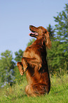 Irish Setter