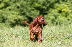 Irish Setter Puppy