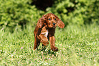 Irish Setter Puppy