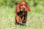 Irish Setter Puppy