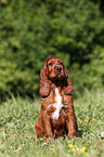 Irish Setter Puppy