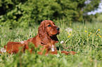 Irish Setter Puppy