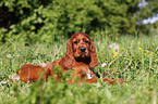 Irish Setter Puppy