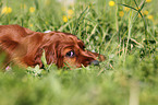 Irish Setter Puppy