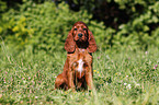 Irish Setter Puppy