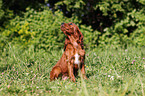 Irish Setter Puppy