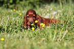 Irish Setter Puppy