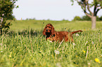 Irish Setter Puppy