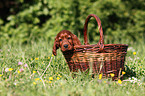 Irish Setter Puppy