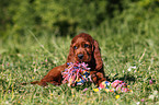 Irish Setter Puppy