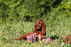 Irish Setter Puppy