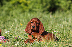 Irish Setter Puppy