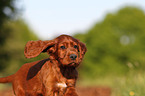 Irish Setter Puppy