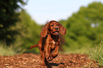 Irish Setter Puppy