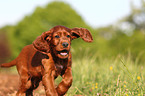 Irish Setter Puppy