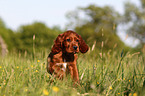 Irish Setter Puppy