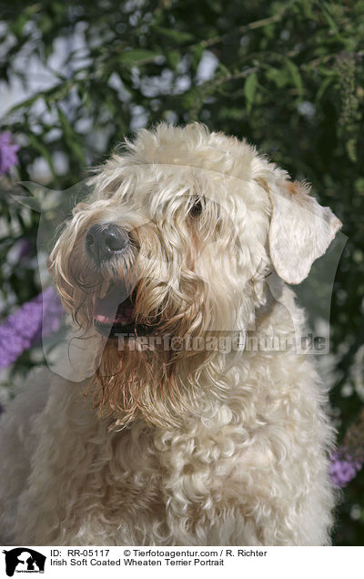 Irish Soft Coated Wheaten Terrier Portrait / Irish Soft Coated Wheaten Terrier Portrait / RR-05117