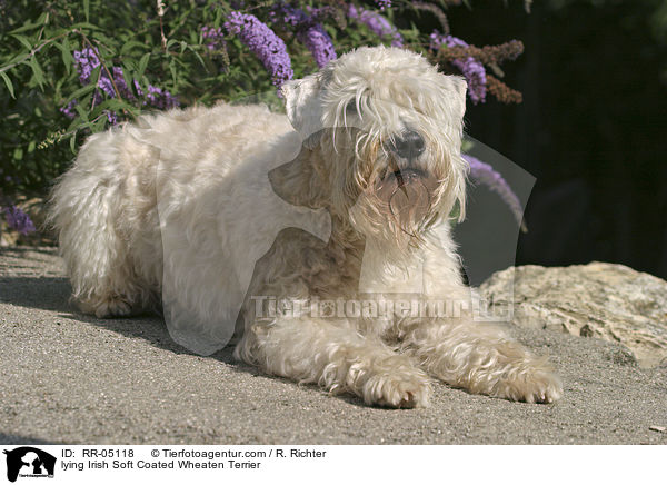 liegender / lying Irish Soft Coated Wheaten Terrier / RR-05118