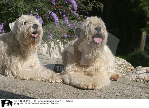liegende / lying Irish Soft Coated Wheaten Terrier / RR-05119