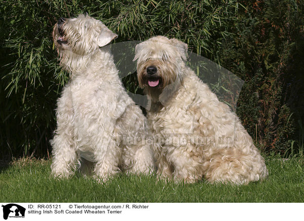 sitting Irish Soft Coated Wheaten Terrier / RR-05121