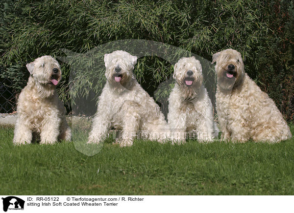 sitting Irish Soft Coated Wheaten Terrier / RR-05122