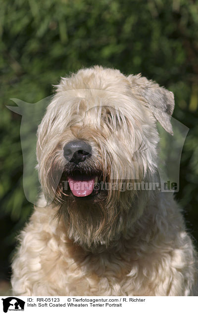 Irish Soft Coated Wheaten Terrier Portrait / RR-05123