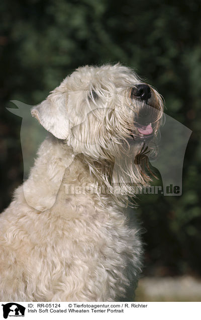 Irish Soft Coated Wheaten Terrier Portrait / RR-05124