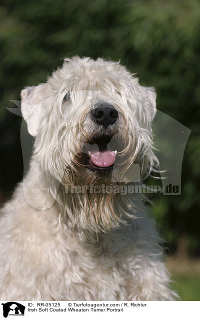 Irish Soft Coated Wheaten Terrier Portrait / Irish Soft Coated Wheaten Terrier Portrait / RR-05125