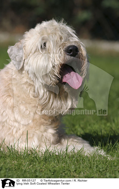 lying Irish Soft Coated Wheaten Terrier / RR-05127
