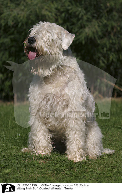 sitting Irish Soft Coated Wheaten Terrier / RR-05130