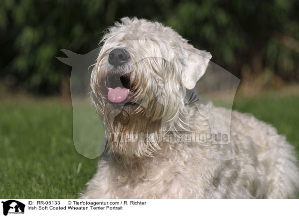Irish Soft Coated Wheaten Terrier Portrait / Irish Soft Coated Wheaten Terrier Portrait / RR-05133