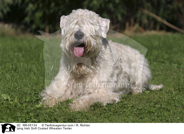 lying Irish Soft Coated Wheaten Terrier / RR-05134