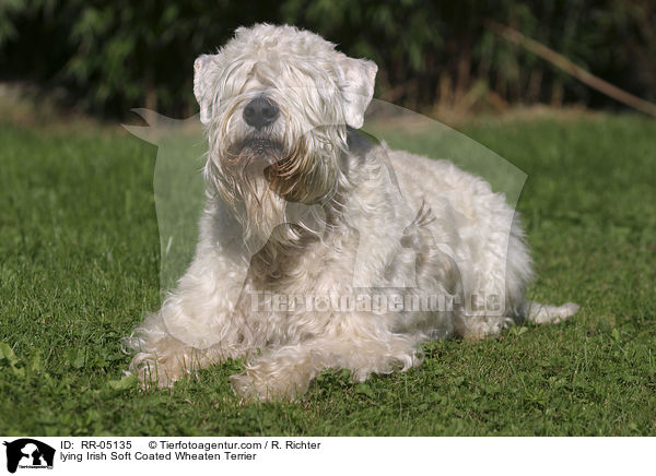 liegender / lying Irish Soft Coated Wheaten Terrier / RR-05135