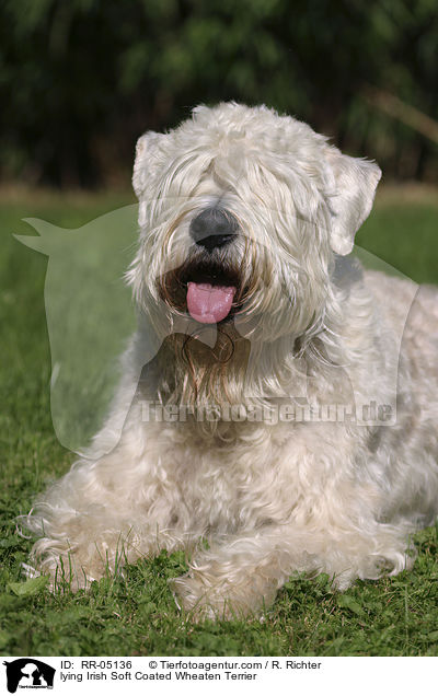 lying Irish Soft Coated Wheaten Terrier / RR-05136
