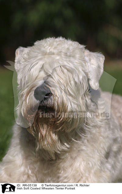 Irish Soft Coated Wheaten Terrier Portrait / Irish Soft Coated Wheaten Terrier Portrait / RR-05138
