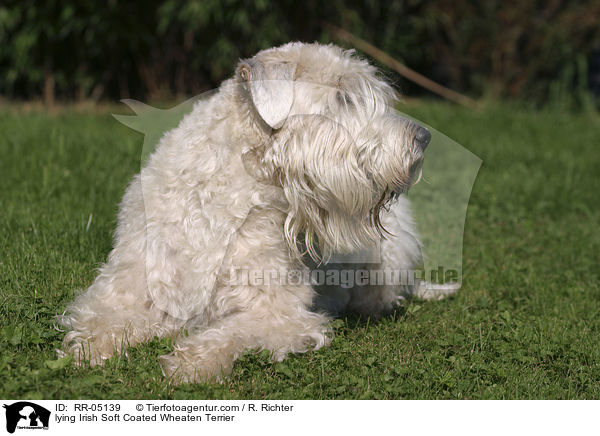 liegender / lying Irish Soft Coated Wheaten Terrier / RR-05139